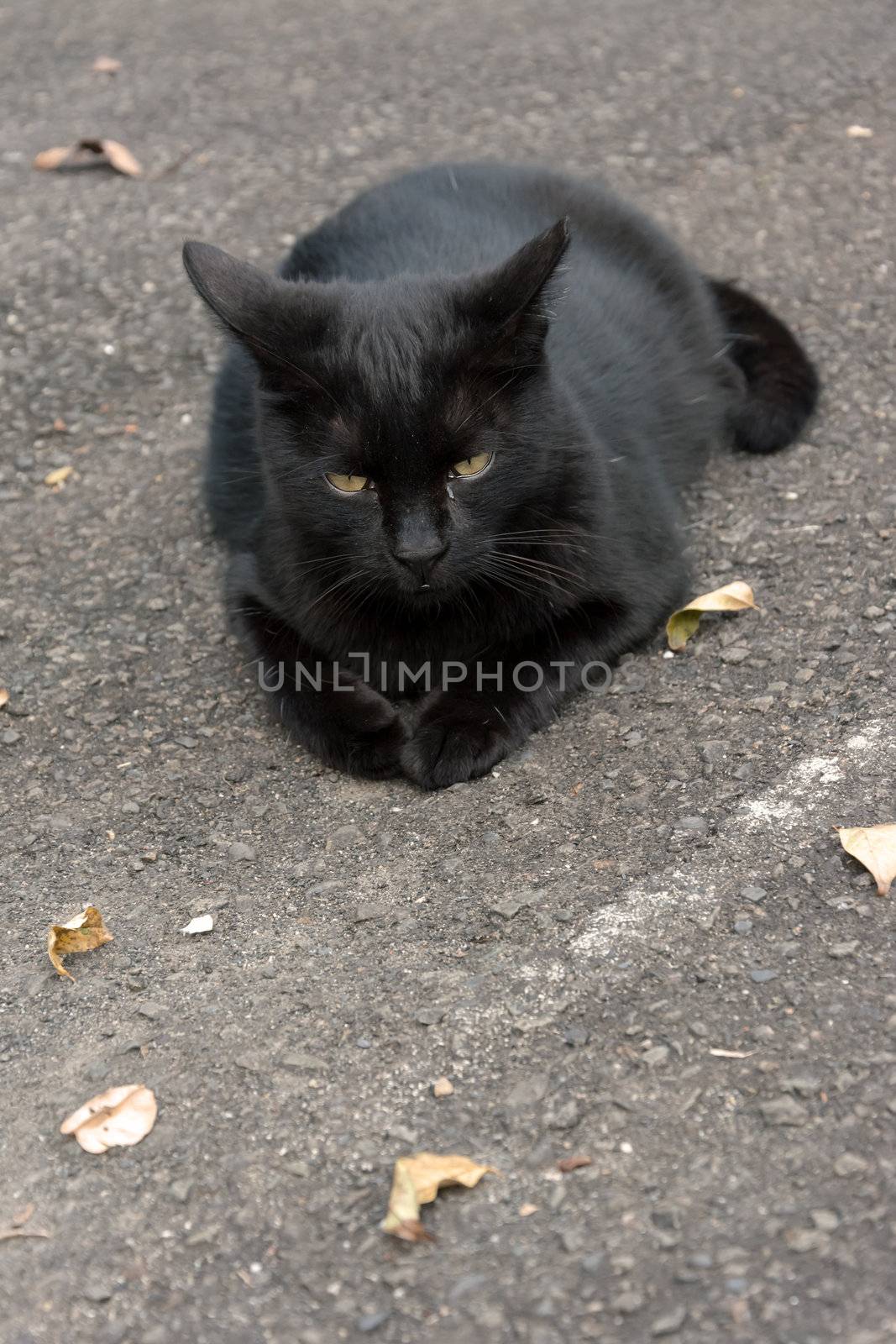 Undomesticated cat cat in urban city.