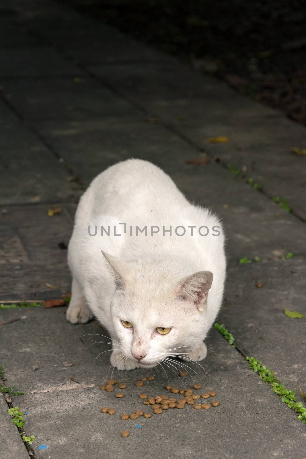 Undomesticated cat cat in urban city.