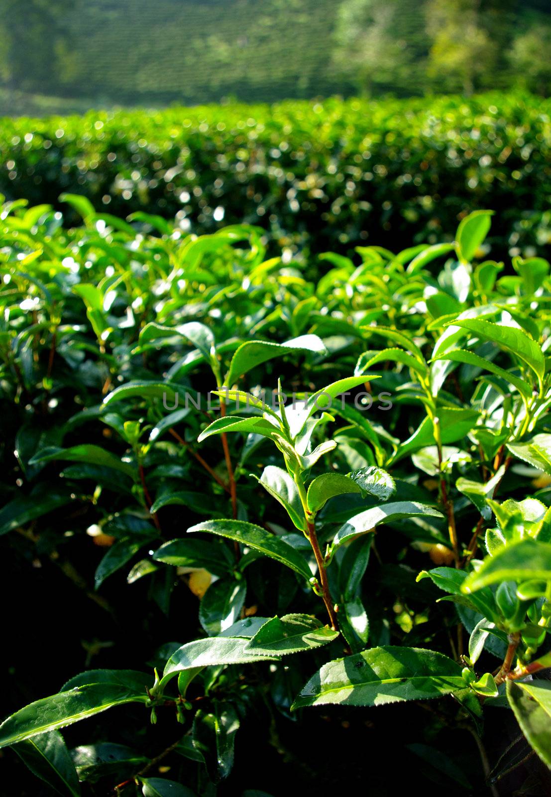 Tea tree farming on hill by pixbox77