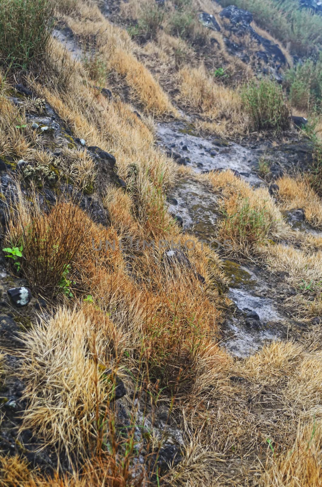 Patterns of dry grass on a rocky mountain 