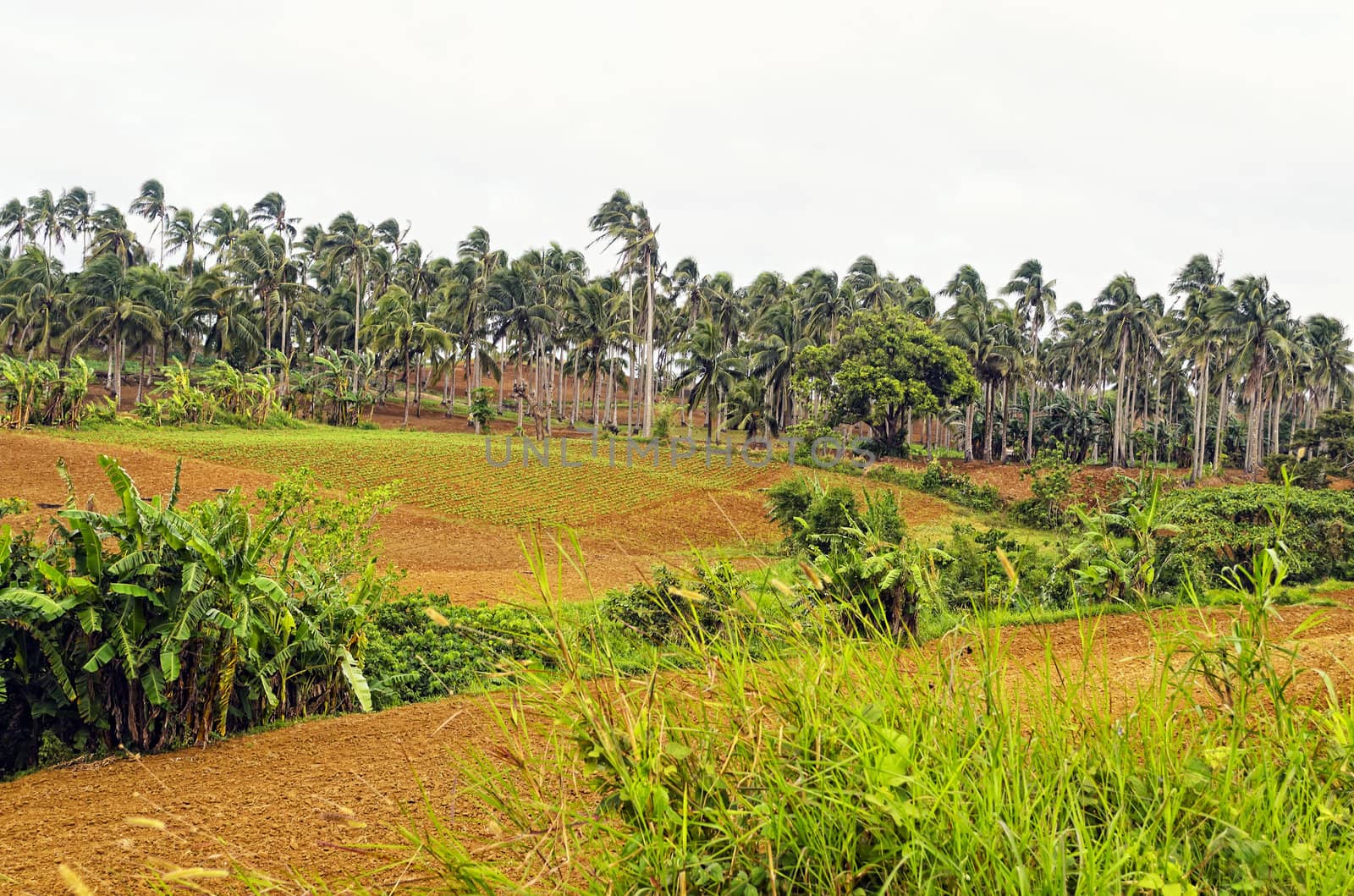 Newly cultivated farm in the Far East