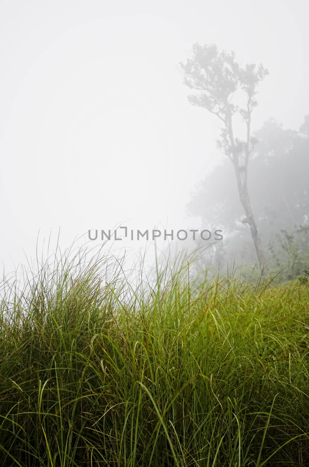 Close-up of tall grass in foggy mountain 