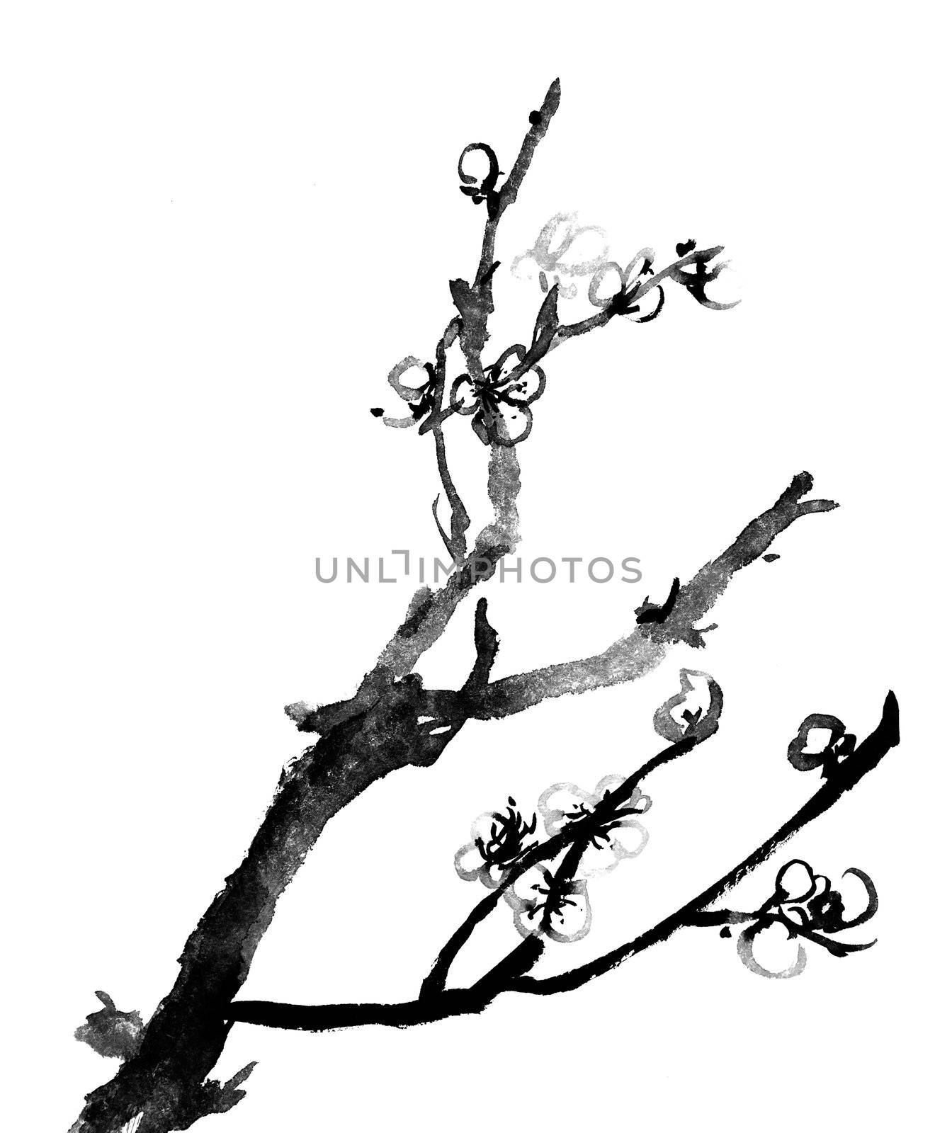 Chinese black and white traditional ink painting, plum blossom on white background.