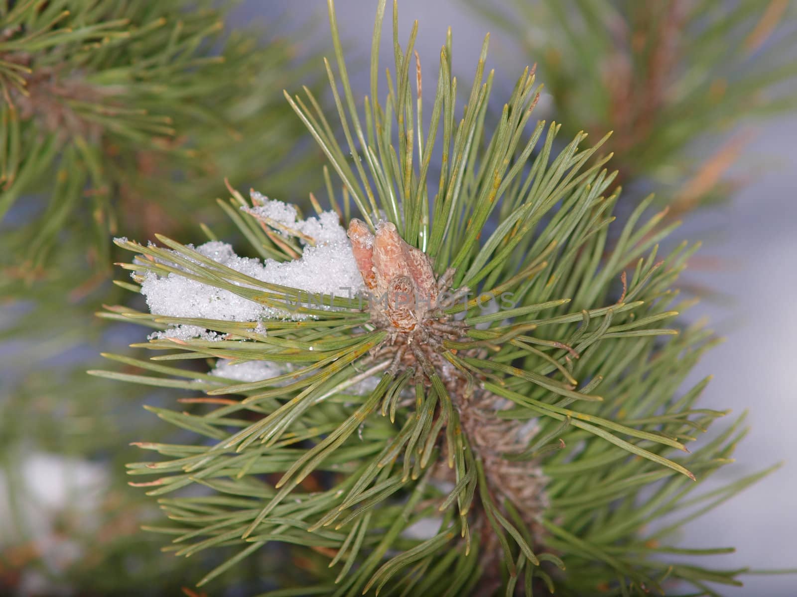 Snow in spruce tree, closeup with sunlight