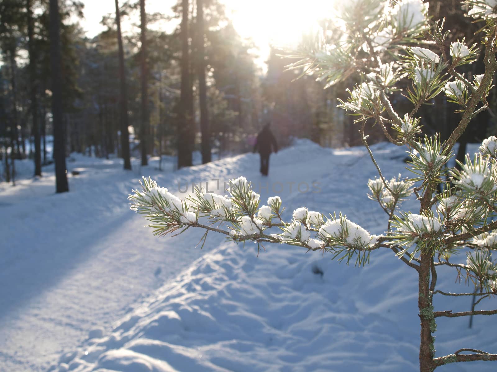 Spruce tree with lumps of snow, path through forest and sunlight in background by Arvebettum