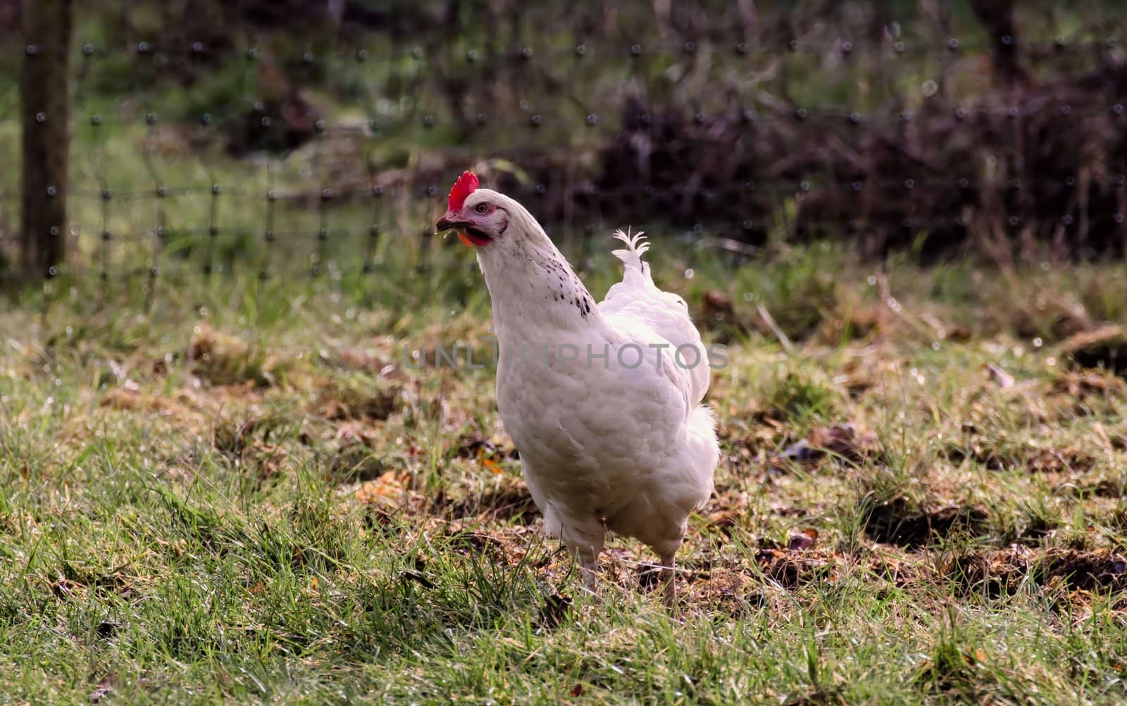 Free range chicken roaming in grass outdoors