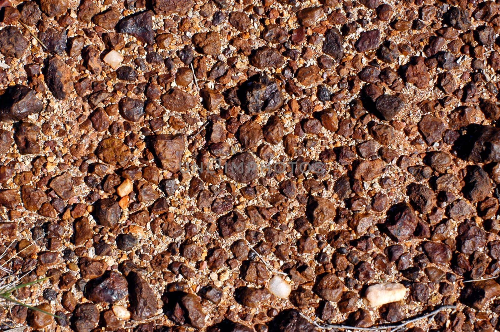 ground of the Australian bush is in hiding