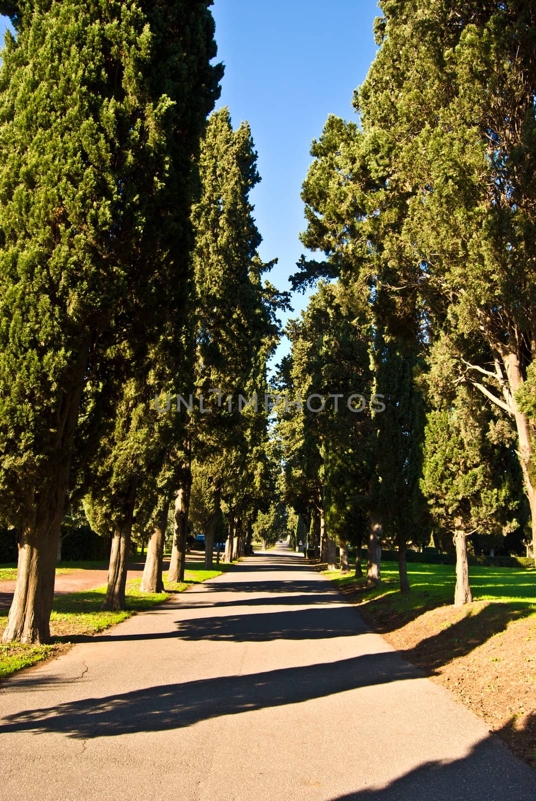 famous roman road with cypress trees on either side