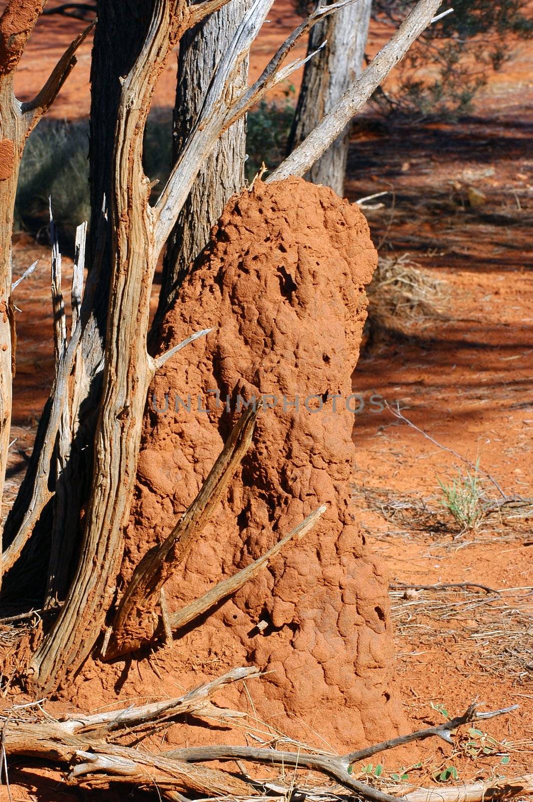 termite mound in the Australian bush