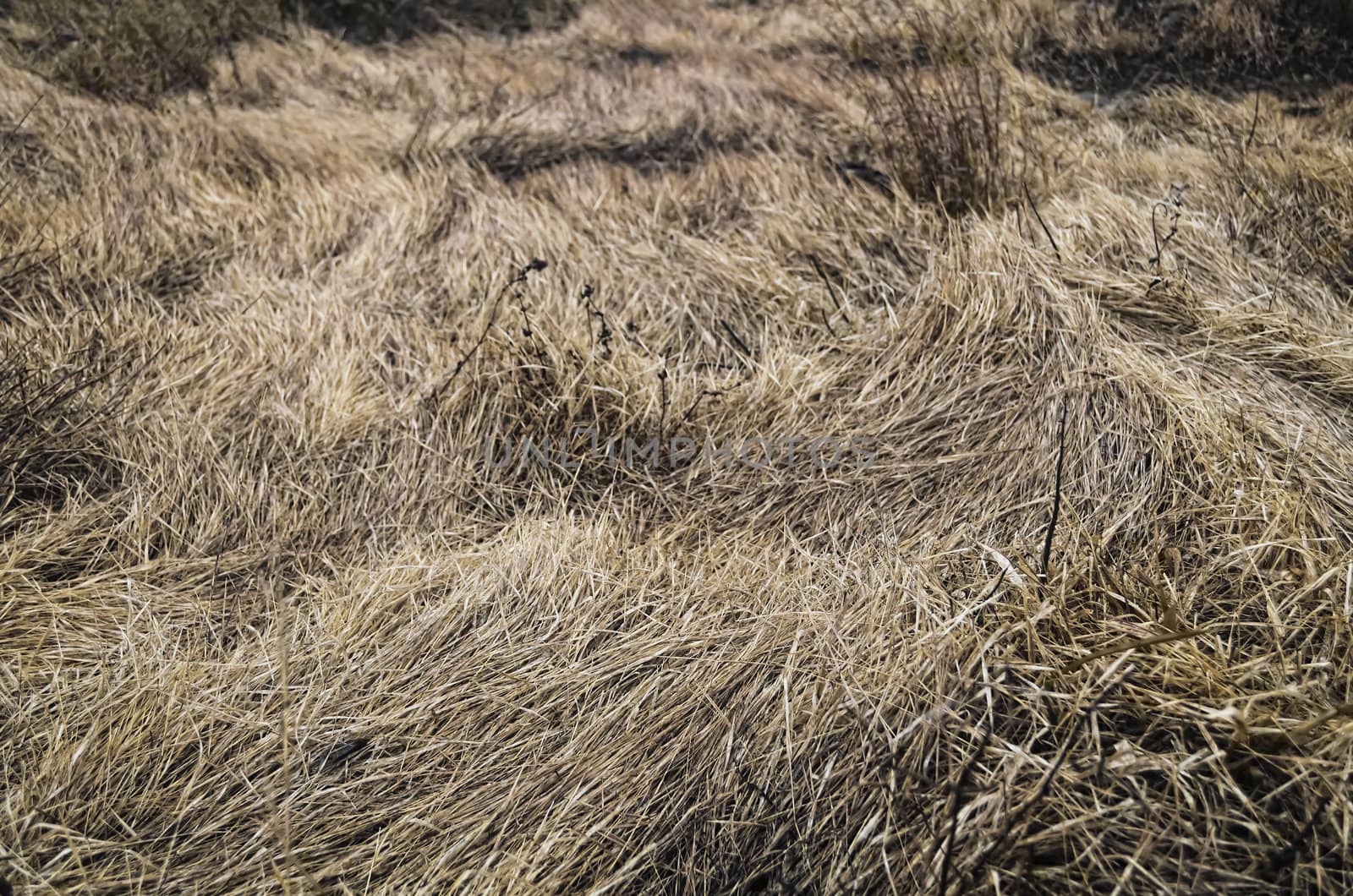 Full frame of brown, dry grass