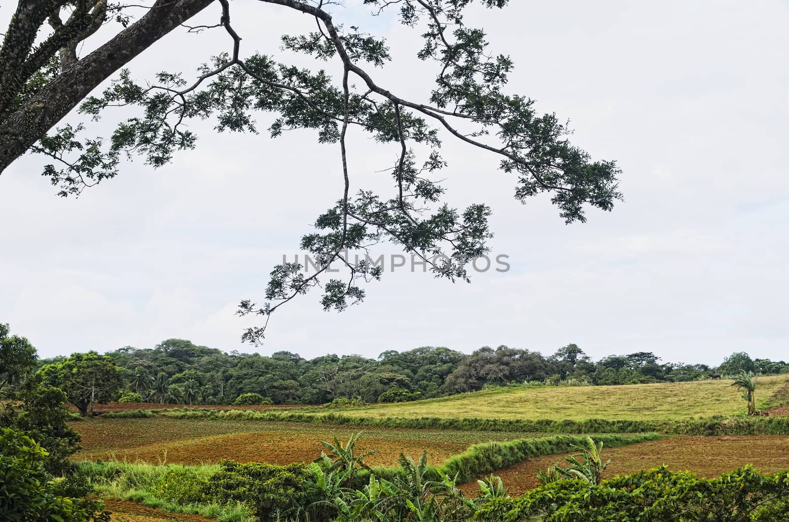 Newly cultivated farm in the Far East