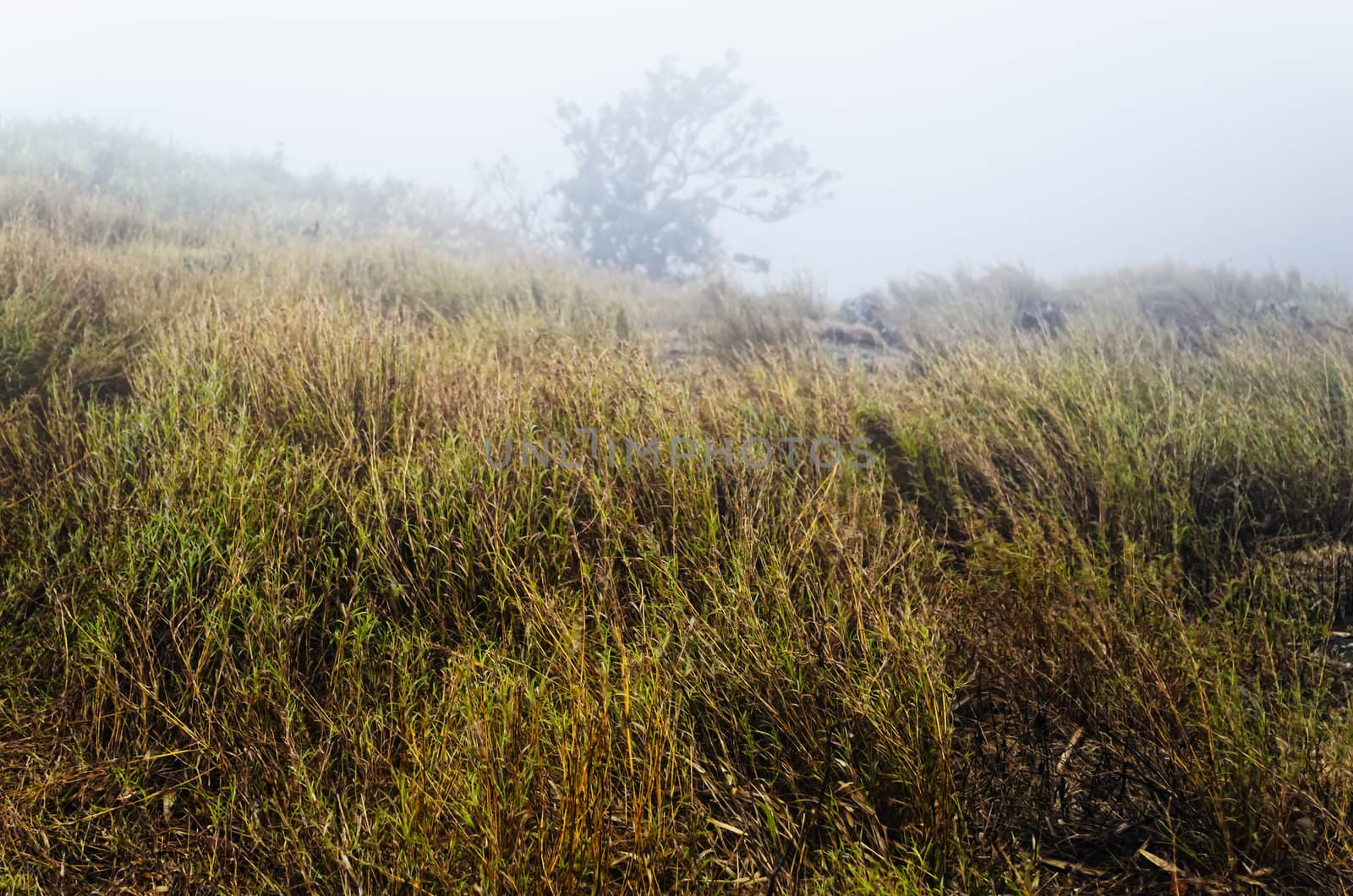 Grass and tree in foggy mountain