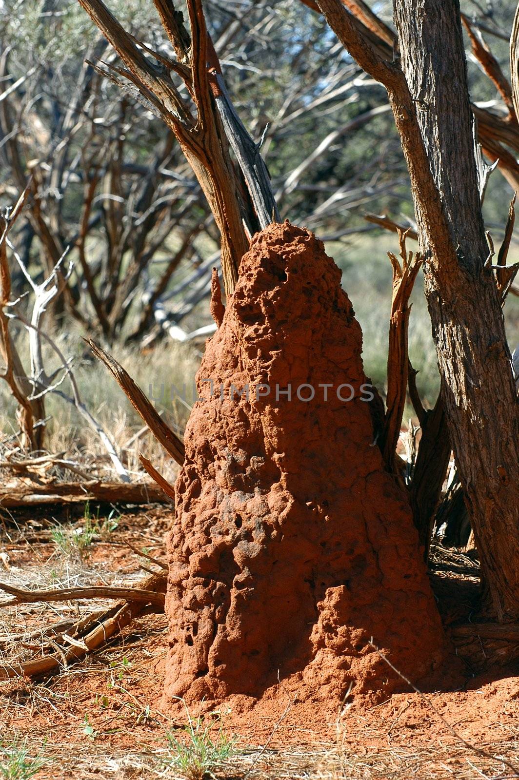 termite mound in the Australian bush
