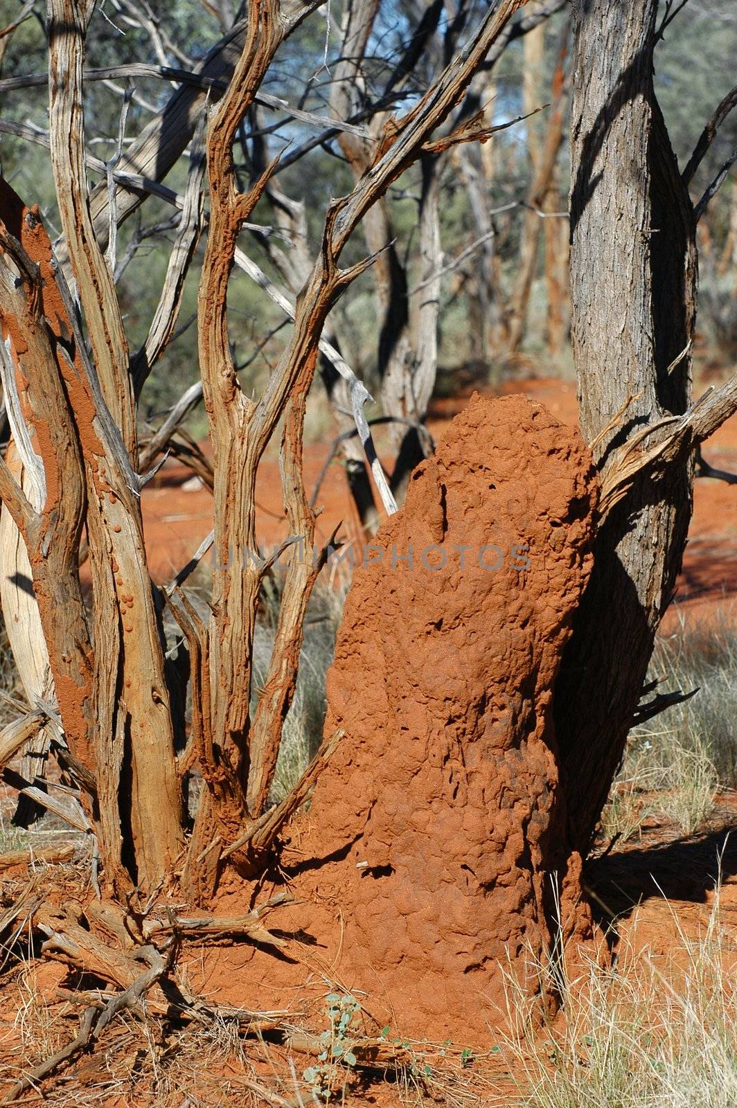 termite mound in the Australian bush