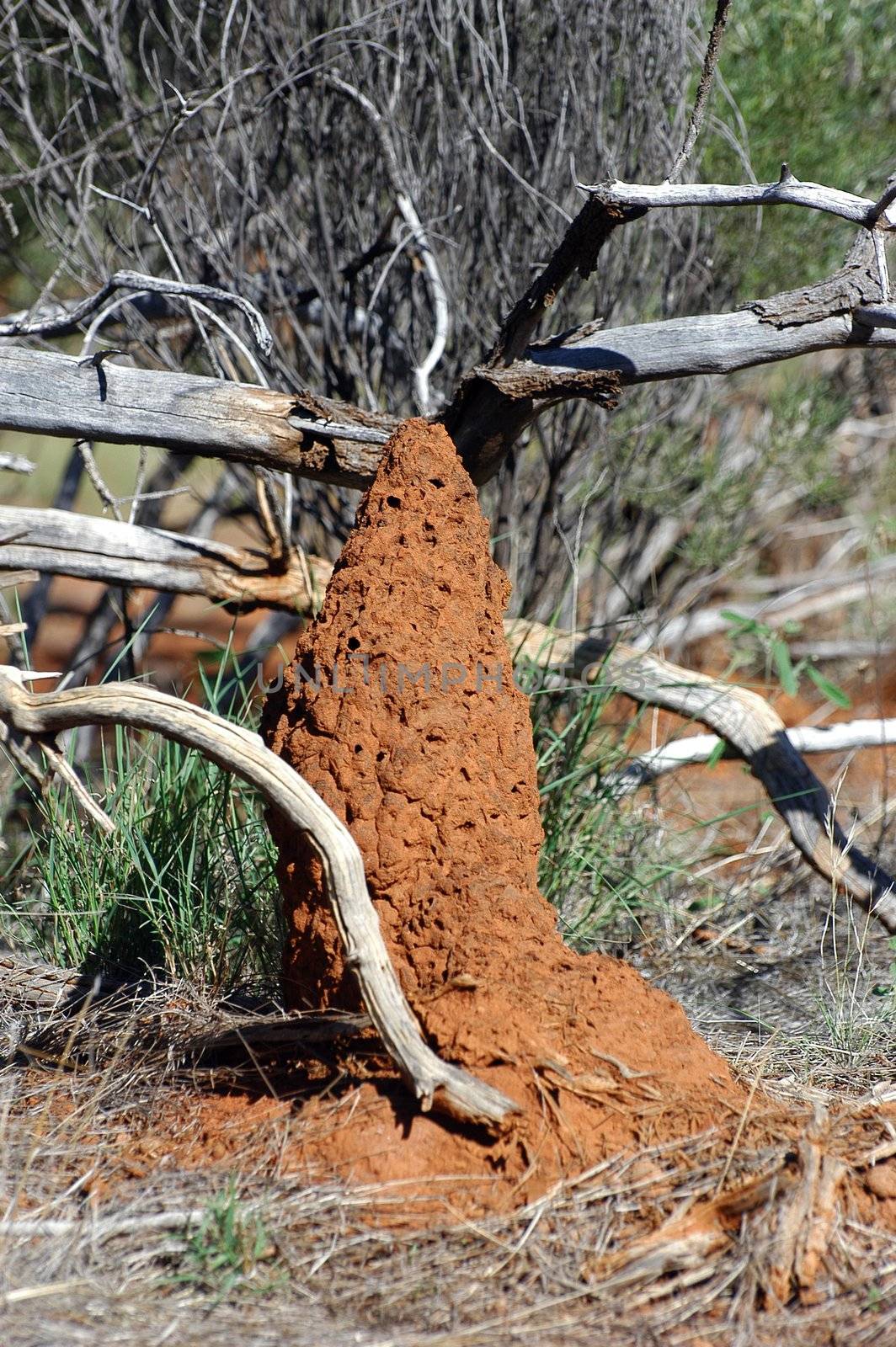 termite mound in the Australian bush