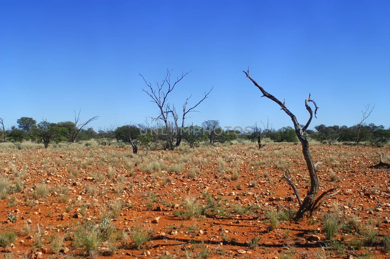 landscape of the Australian bush
