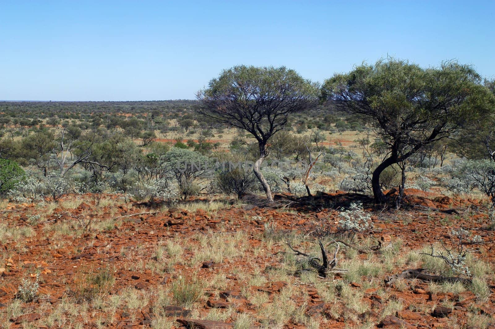 landscape of the Australian bush