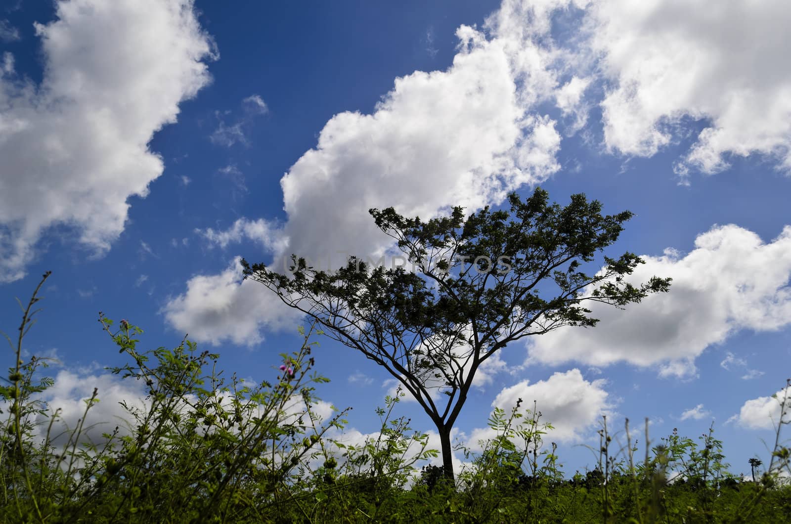 Lone tree amidst thorny grasses shot against blue sky and fluffy clouds