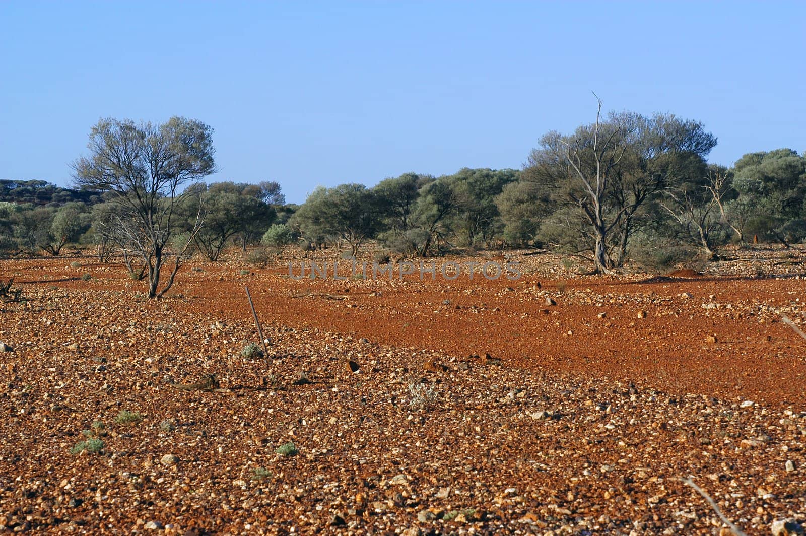 landscape of the Australian bush