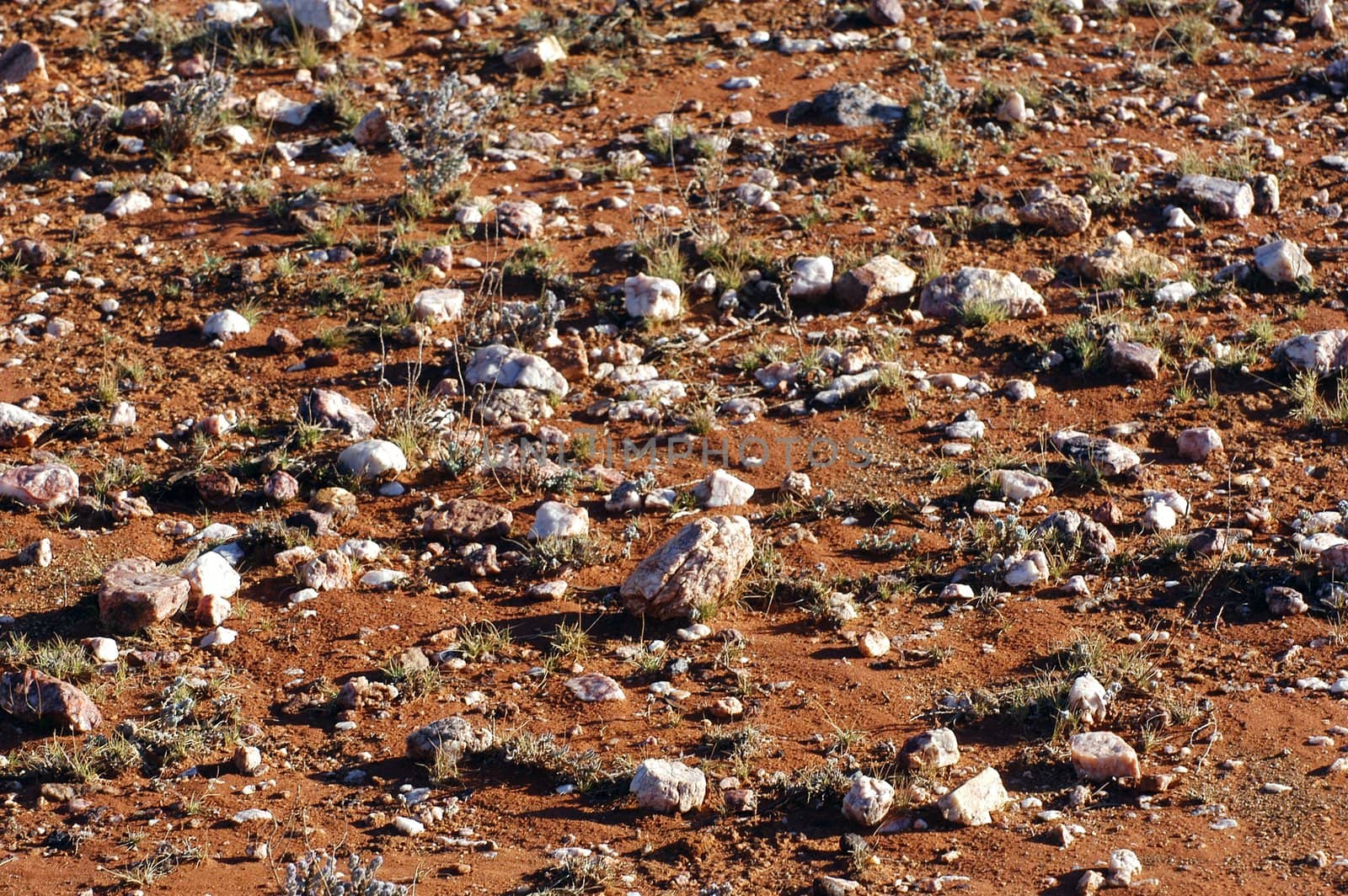 ground of the Australian bush is in hiding