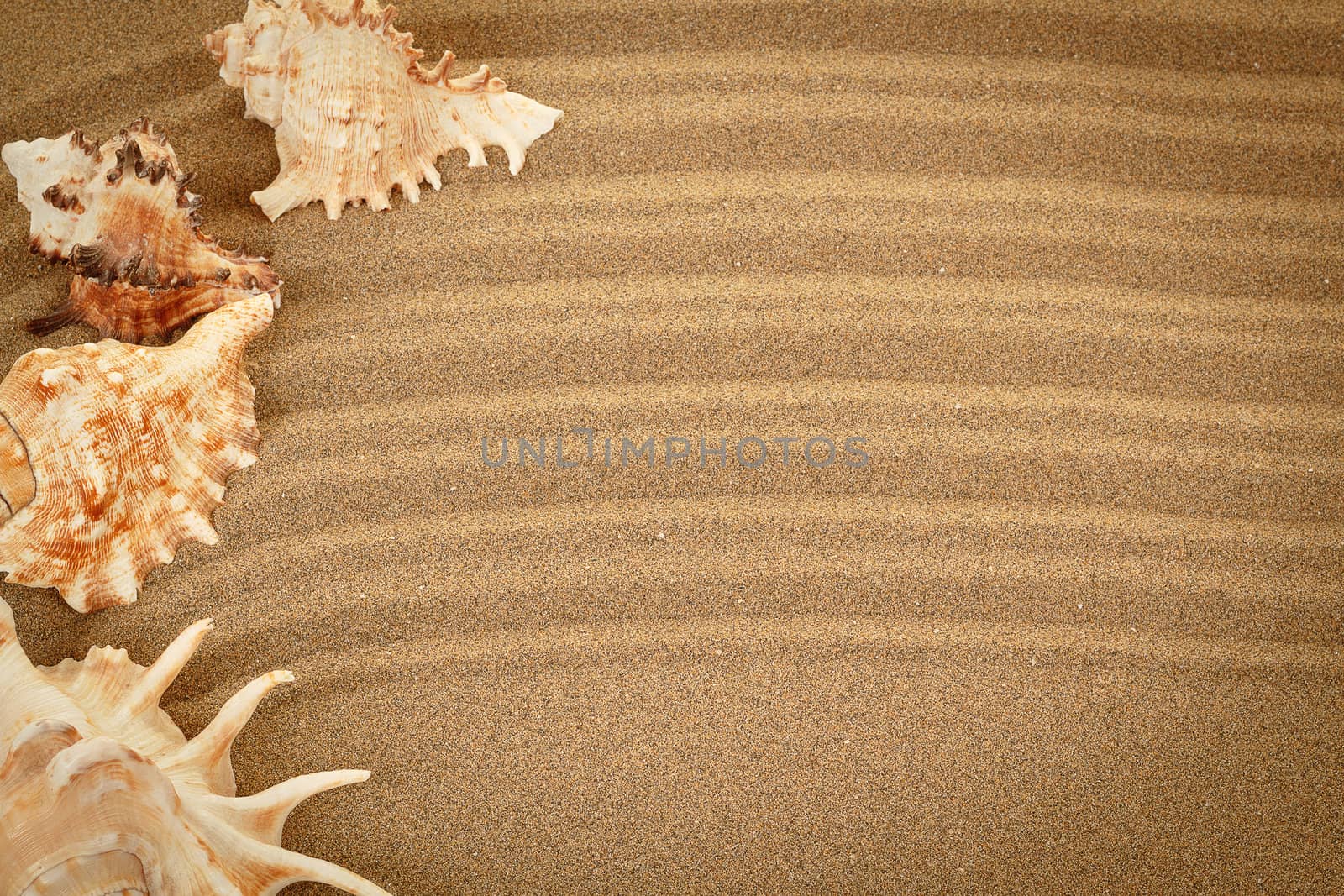 sea shells with sand as background or backdrop
