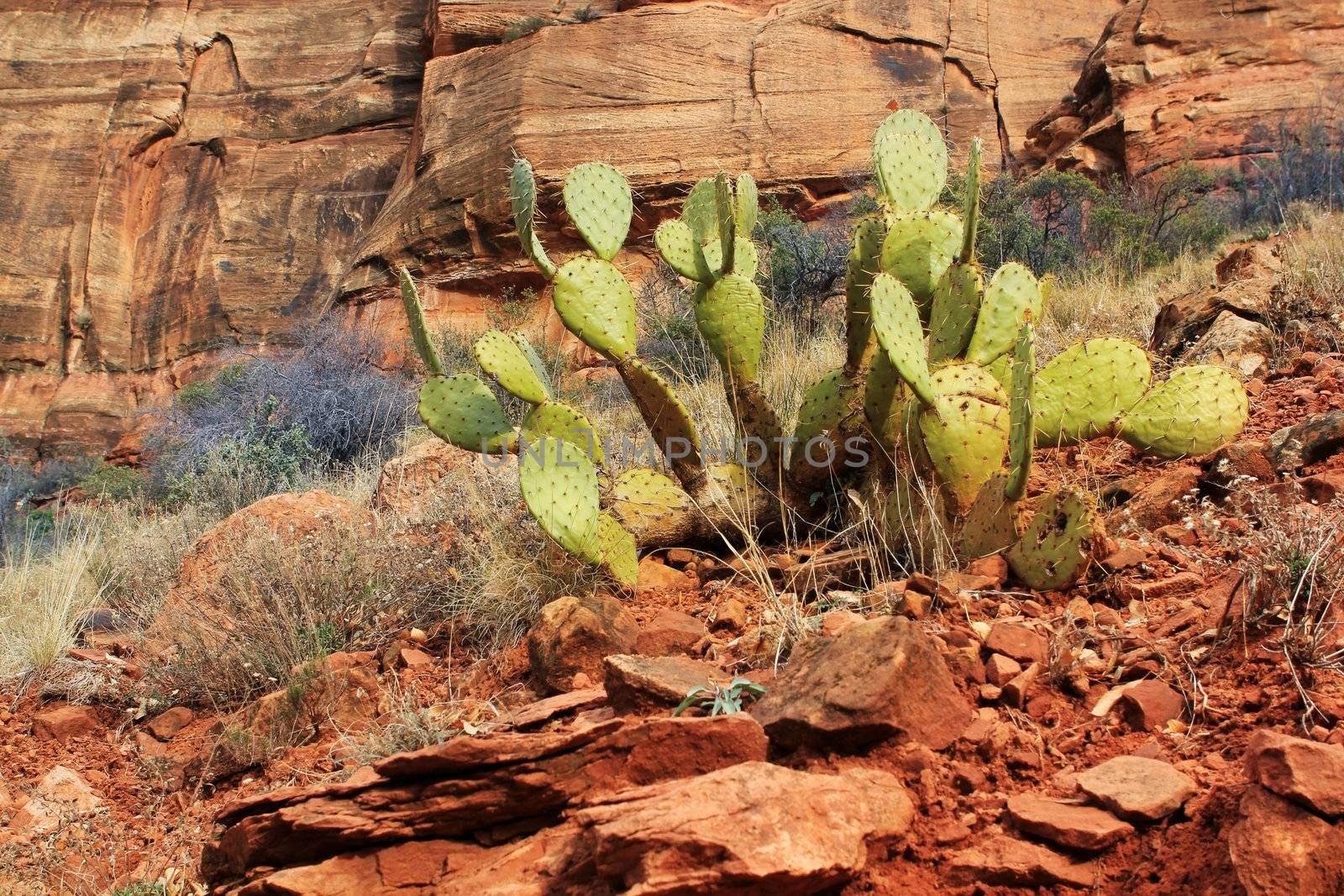 Cactus in a Zion Canyon, Utah, USA