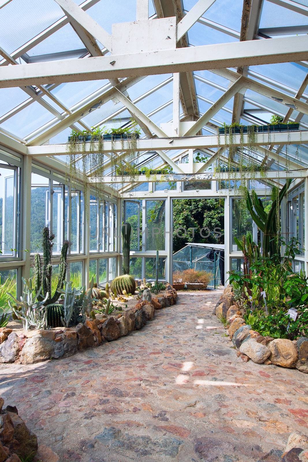 Cactus plants growing in the greenhouse 