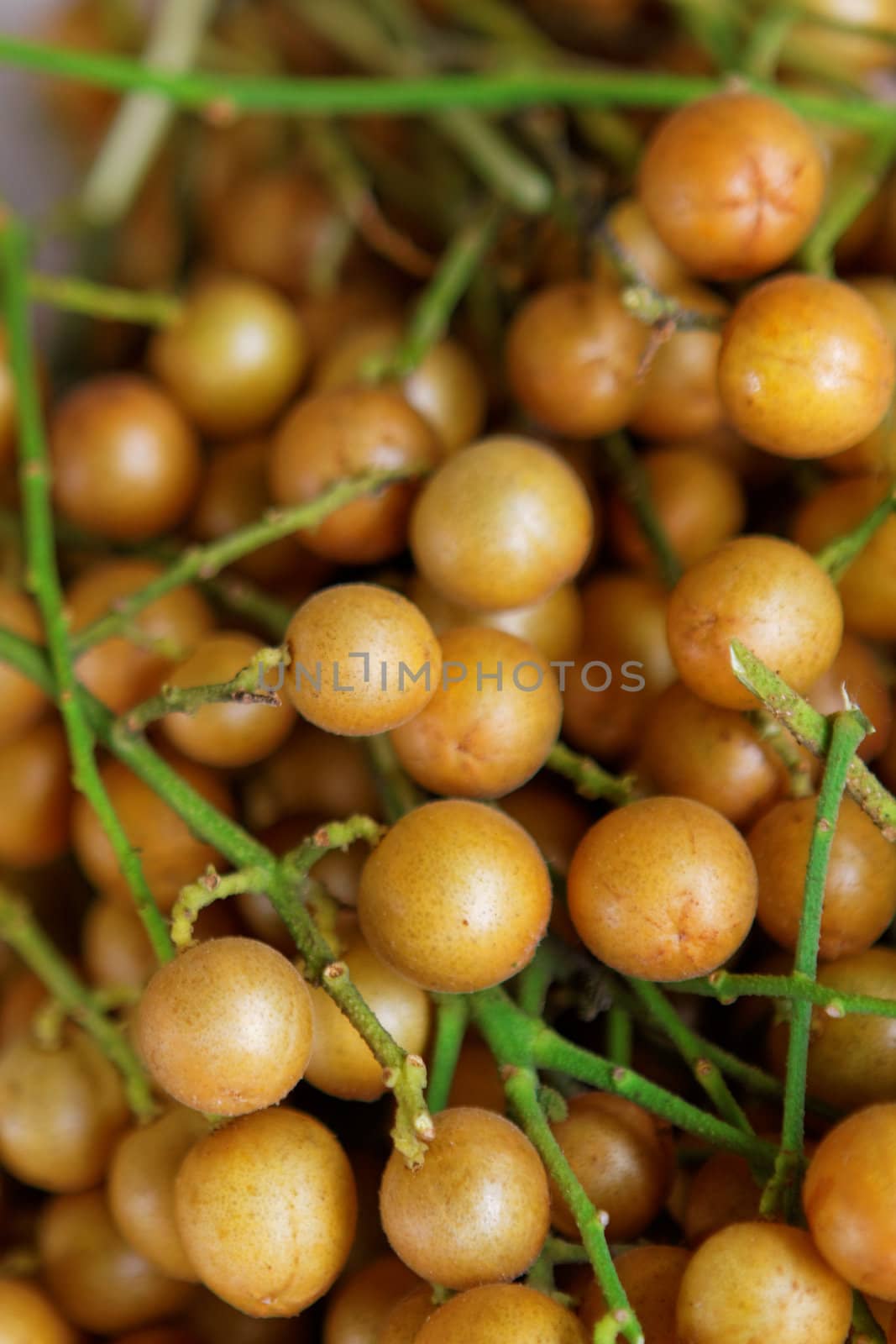 Longan on the green tree