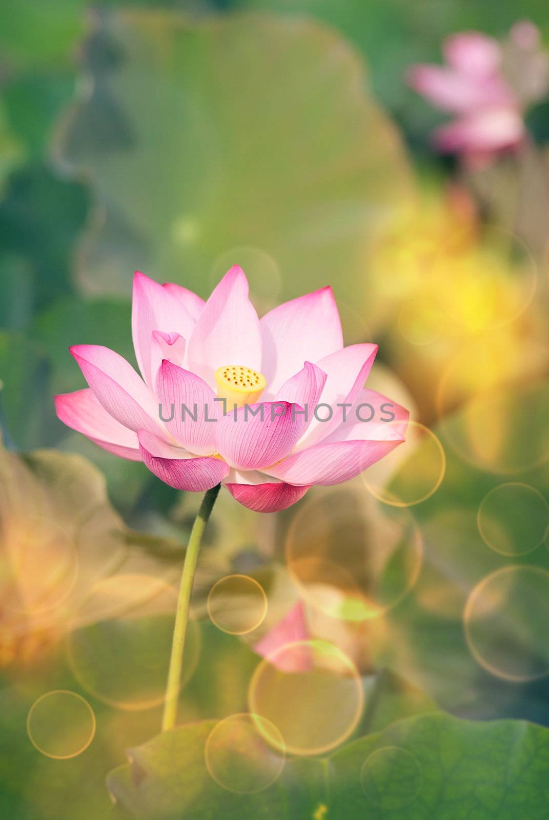 Lotus flowers in garden under sunlight.