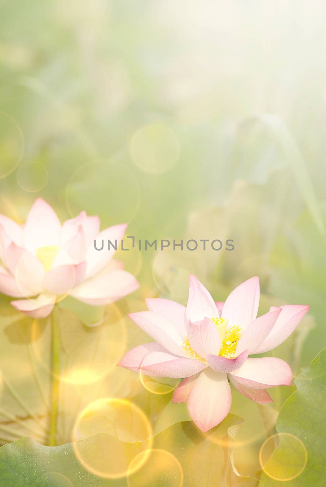 Lotus flowers in garden under sunlight.