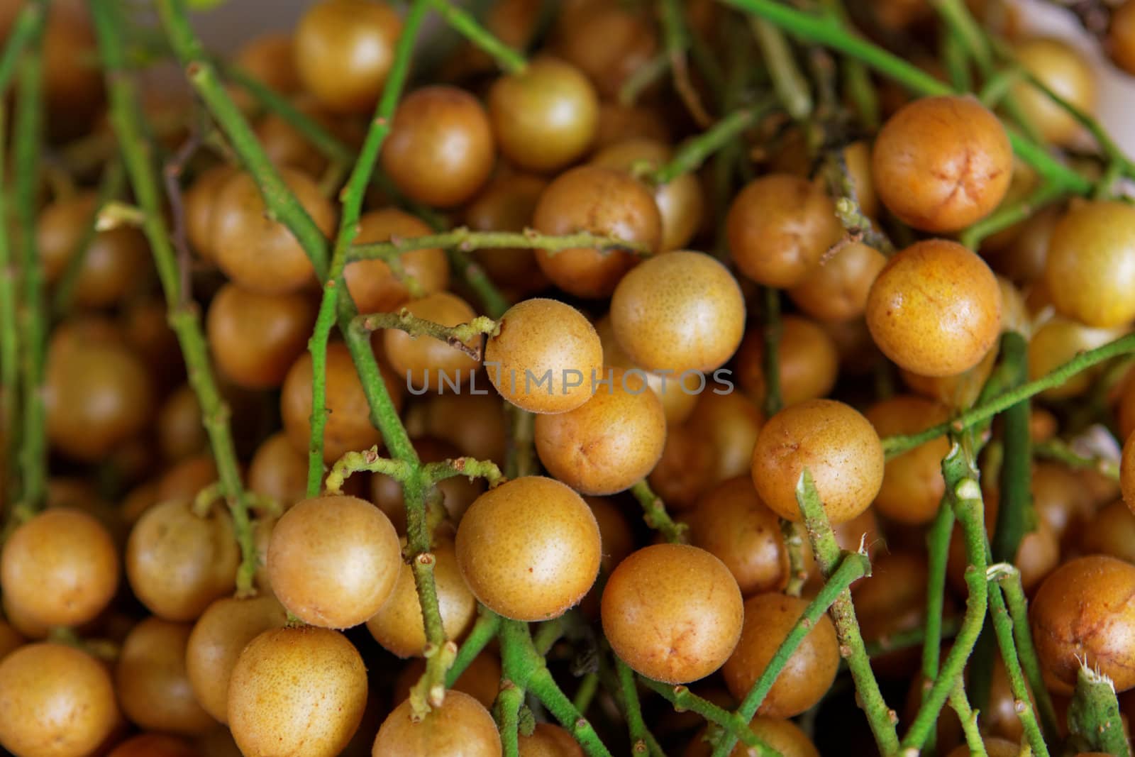 Longan on the green tree