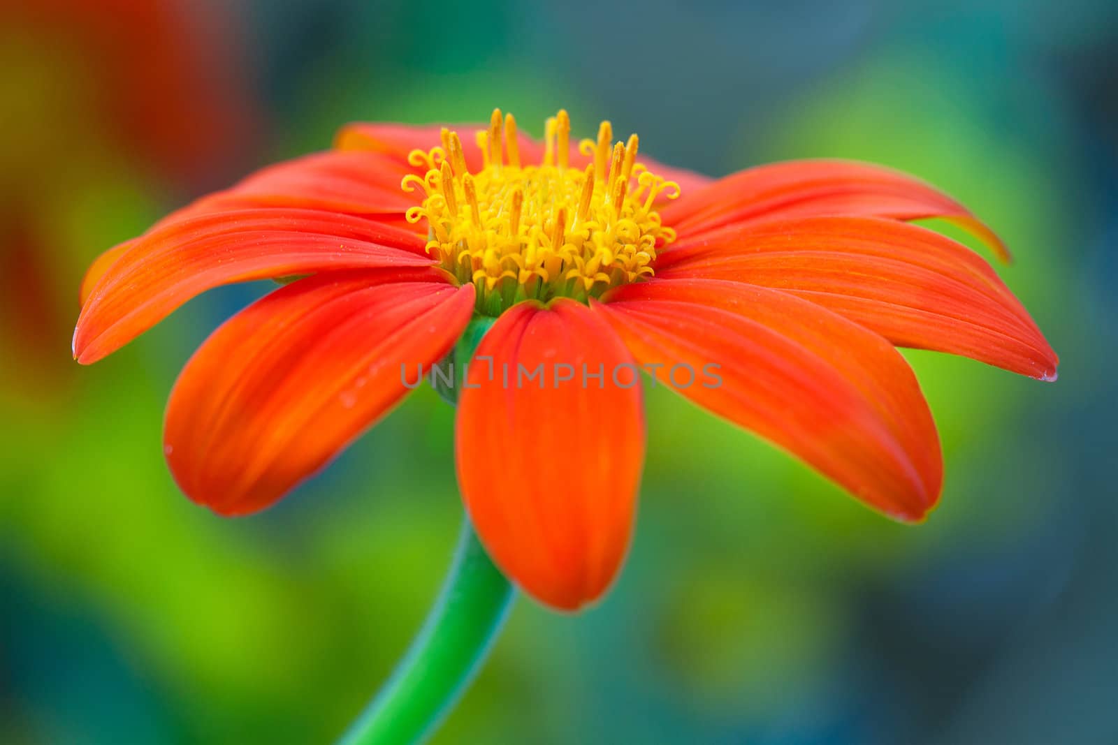 red flower with green buds on blurred background 