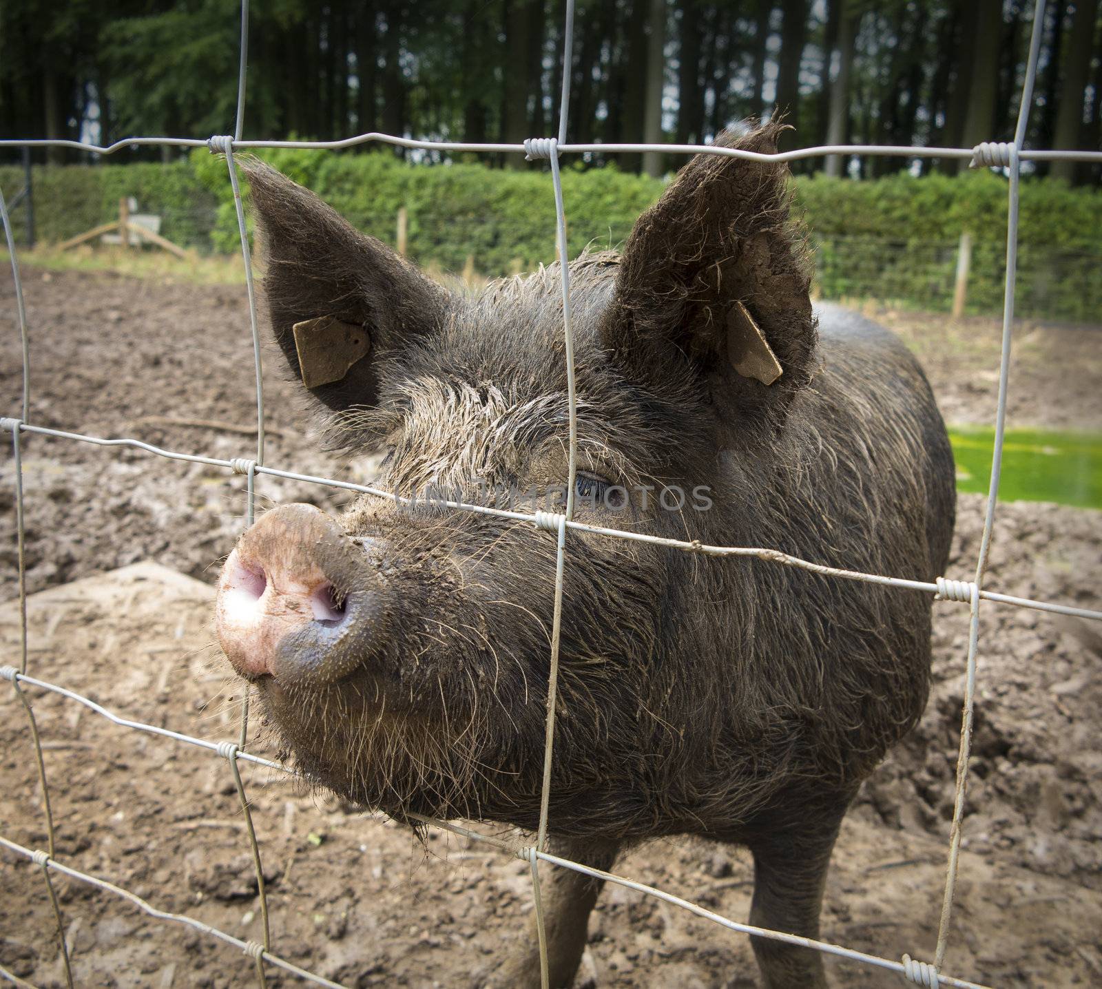 Wild boar behind fence by ABCDK