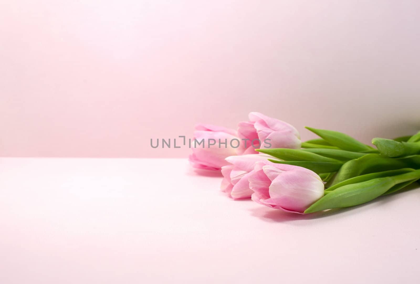 pink tulips on same color background