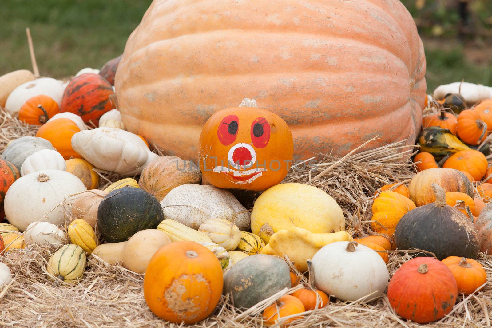 Pumpkins with different colours in the field