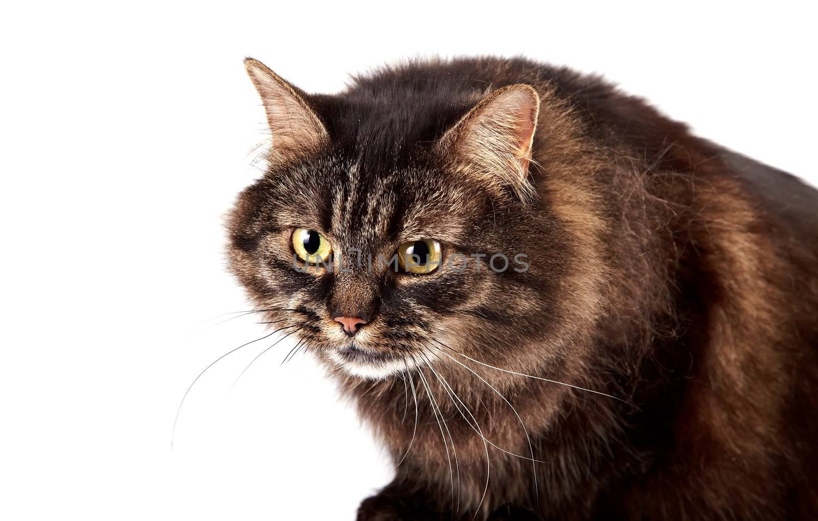 Portrait of a fluffy angry cat on a white background