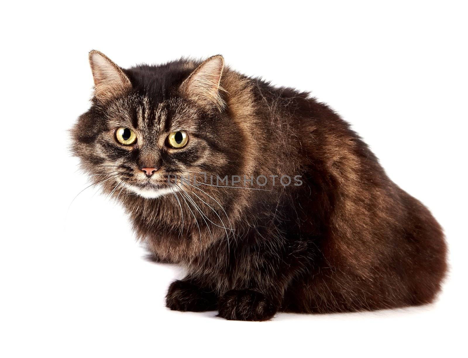 Fluffy angry cat on a white background