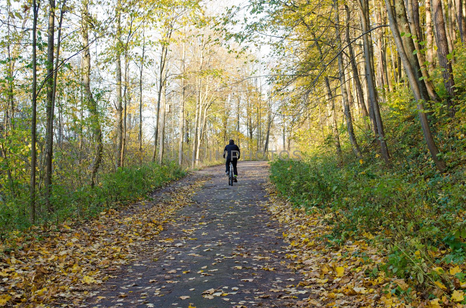 cyclist ride bicycle uphill road between colorful autumn trees in park forest.