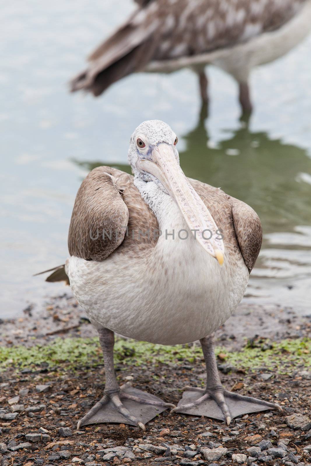 brown pelican, pelecanus occidentalis  by jame_j@homail.com