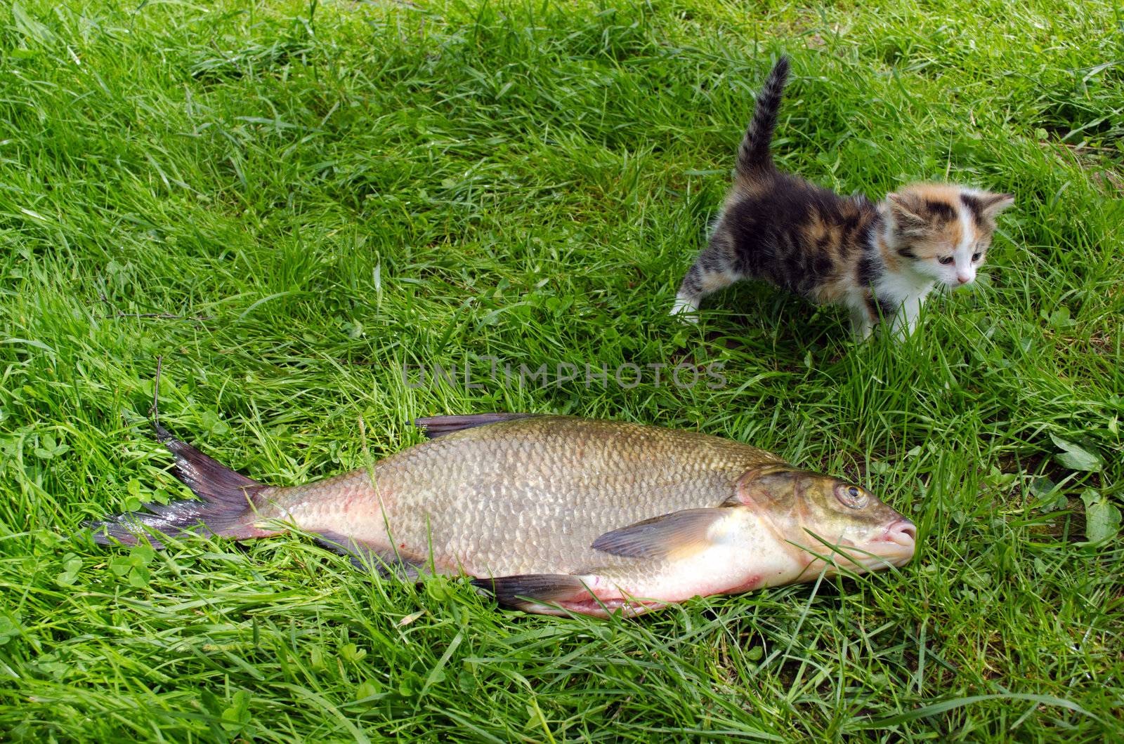 huge bream lake fish after angling and little tabby kitten walk on green grass.
