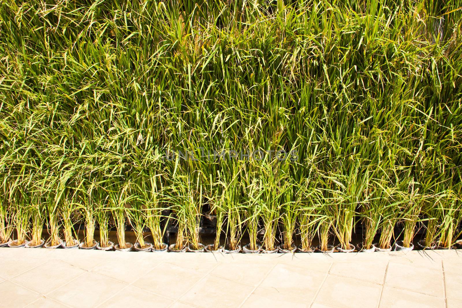 Many rice plants in pots. Arranged as a backdrop.