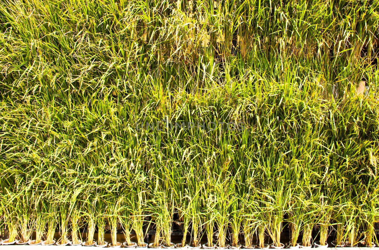 Many rice plants in pots. Arranged as a backdrop.