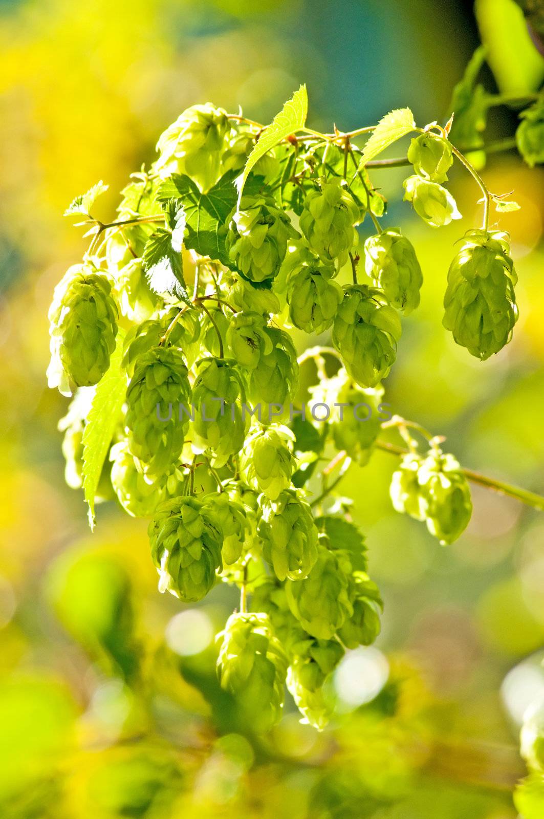 hop with colorful, blurred background by Jochen