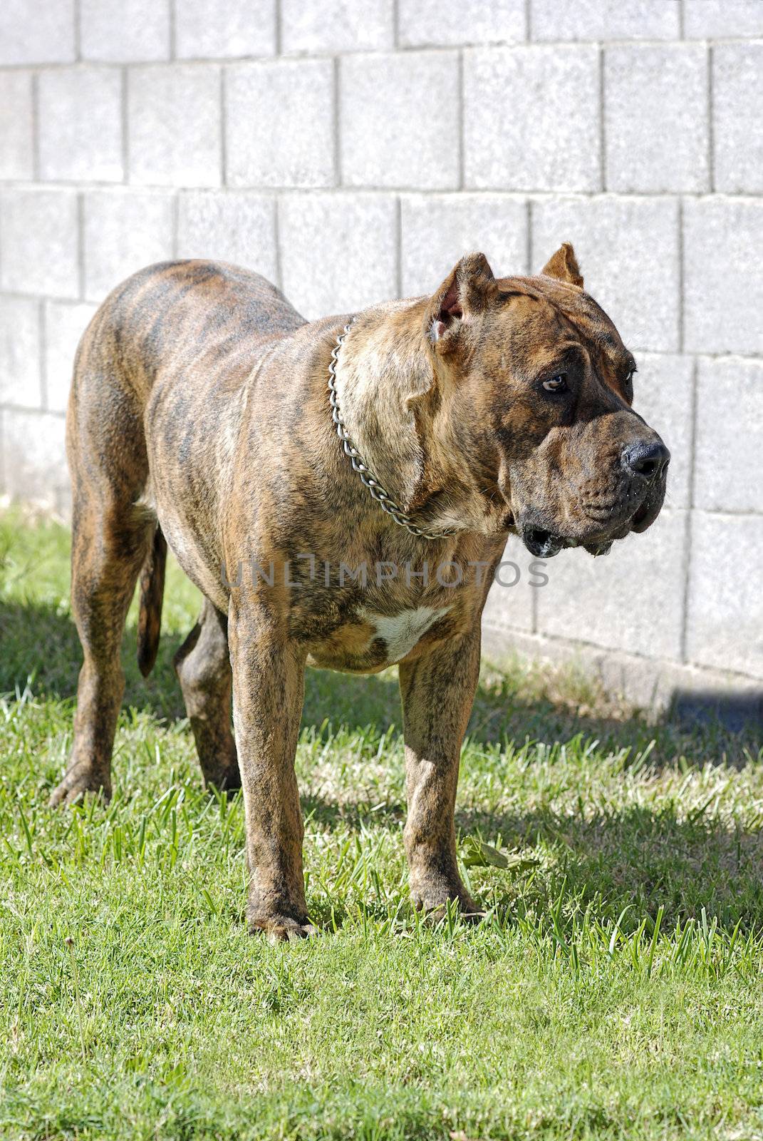 Perro de Presa Canario by Eponaleah