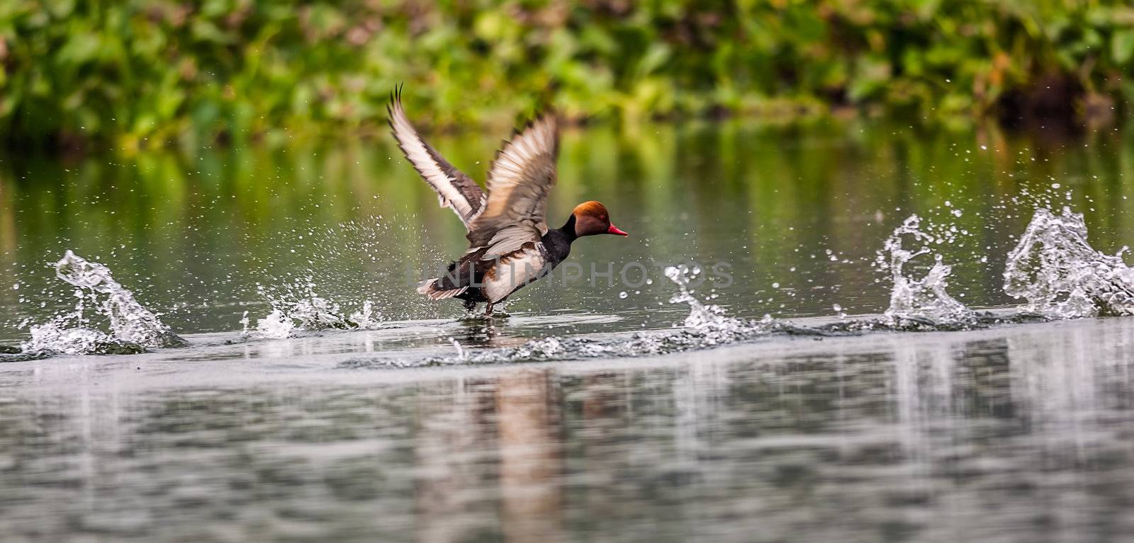 Red-crested Pochard, bird, Diving duck, Rhodonessa rufina, takin by srijanroyc