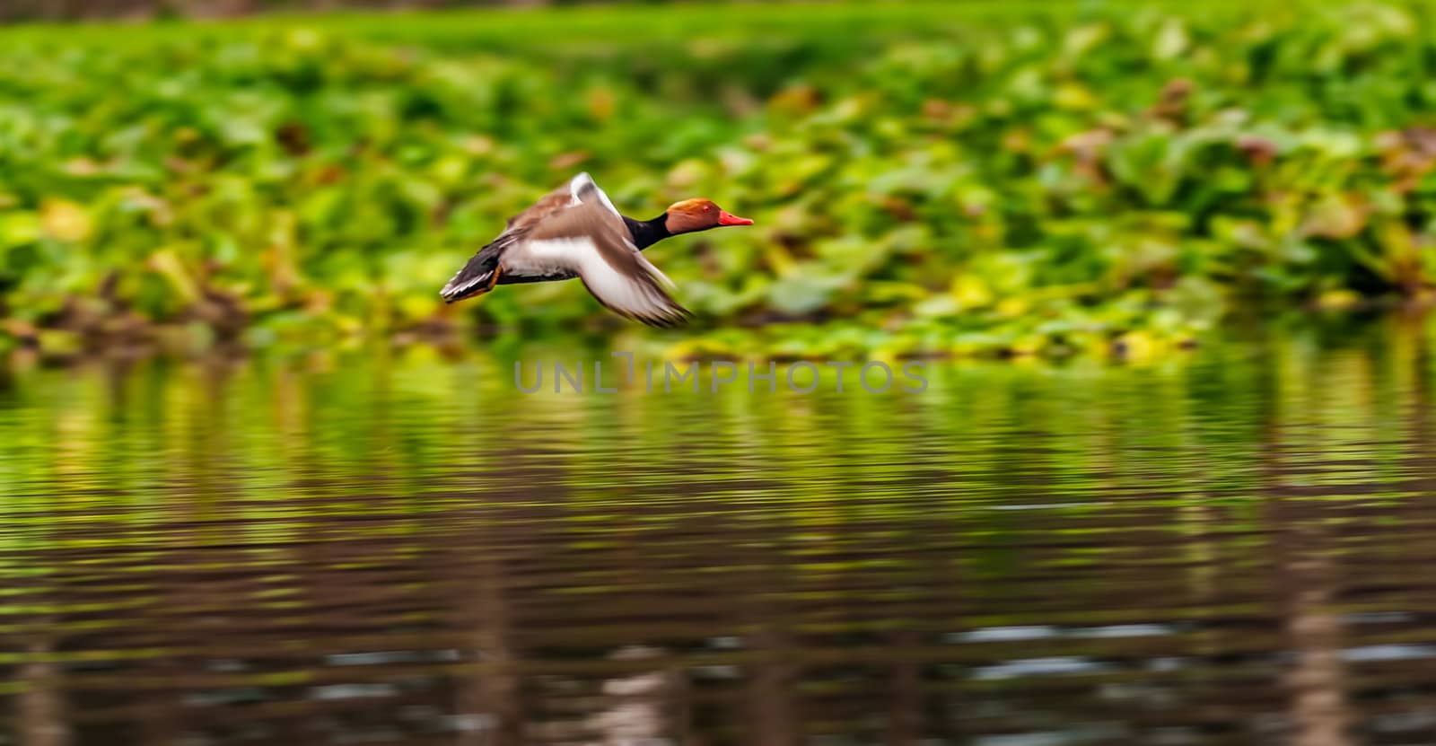 Red-crested Pochard,migratory, bird, Diving duck, Rhodonessa rufina, flying, copy space