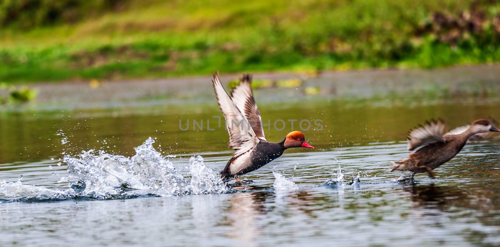 Red-crested Pochard,migratory, bird, Diving duck, Rhodonessa rufina, taking off water, copy space

