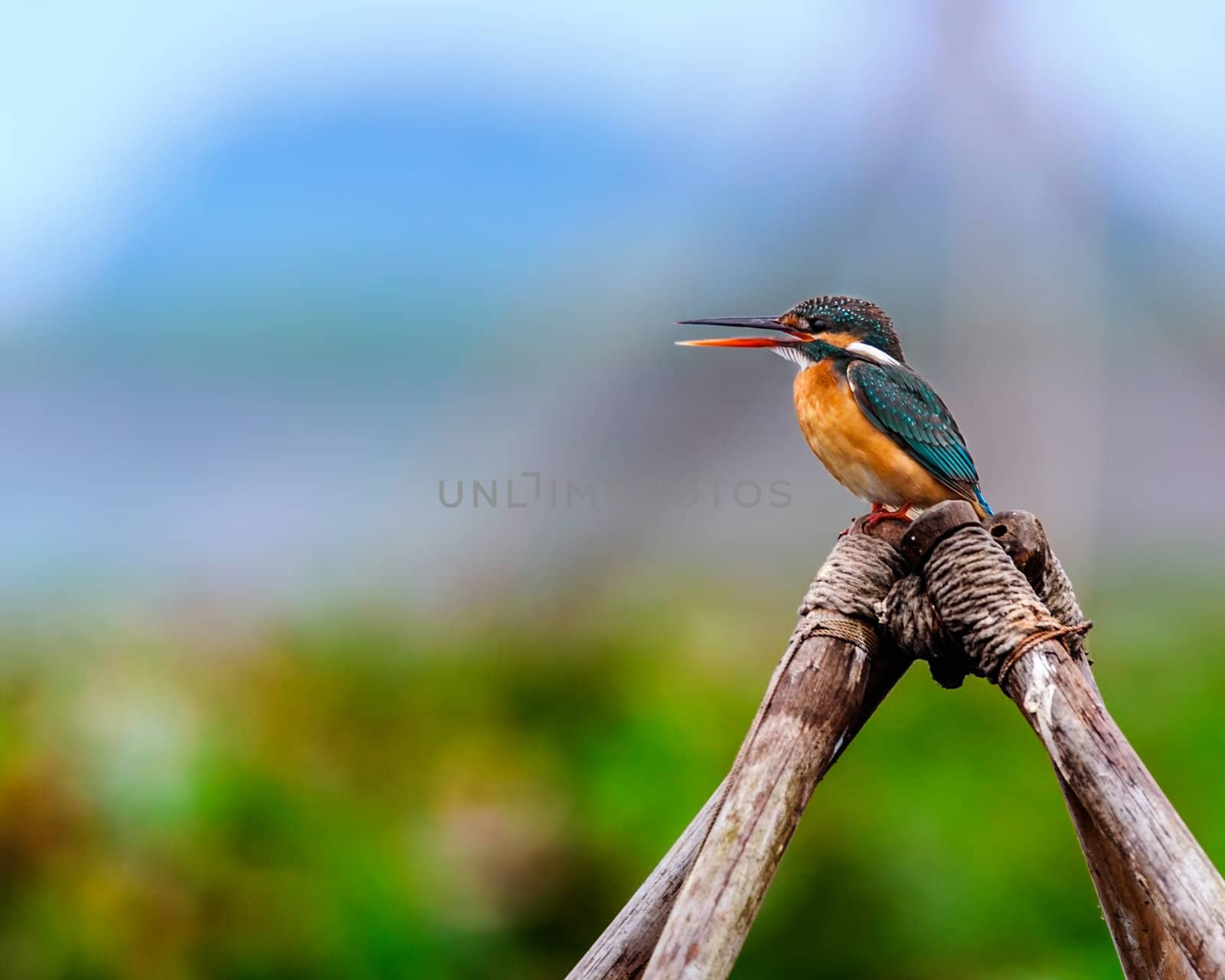 Common Kingfisher, Alcedo atthis, small bird, perched o bamboo, copy space

