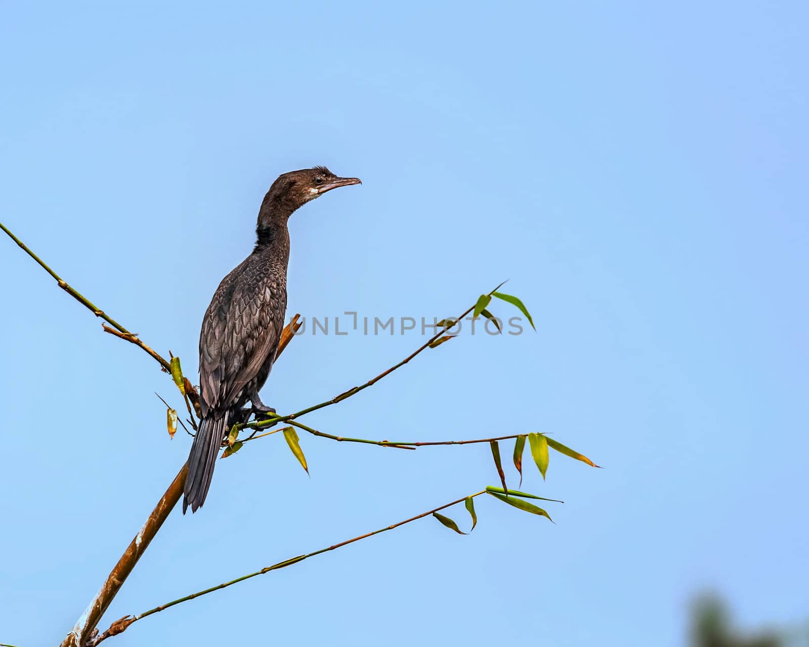 Little Cormorant, phalacrocorax niger, Bird,perched on a tree branch, copy space