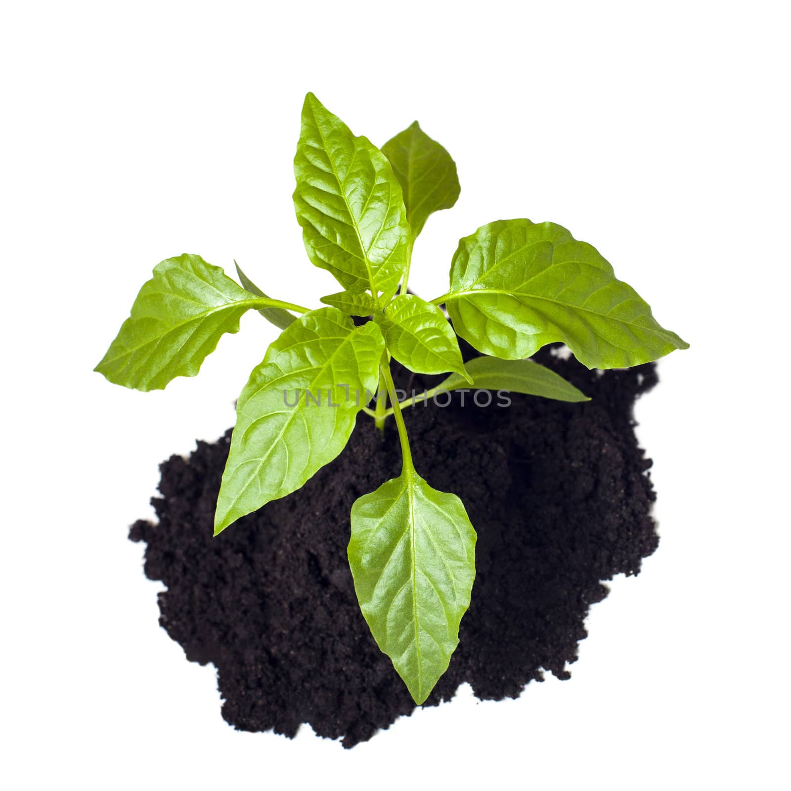 Young seedling growing in a soil, isolated on white